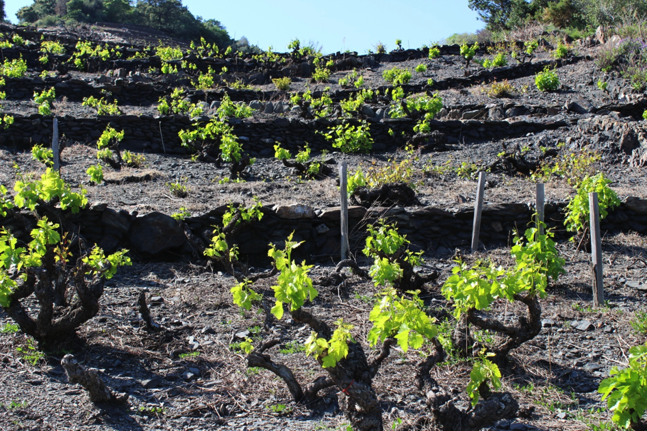 Vignes de l'appellation AOC Collioure