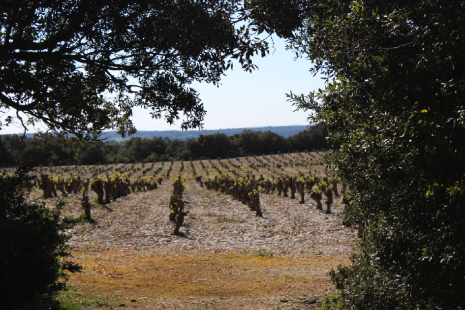 Appellation AOC Faugères