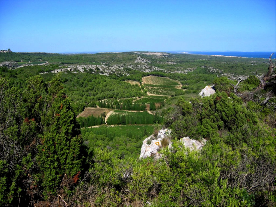 Appellation AOP Languedoc