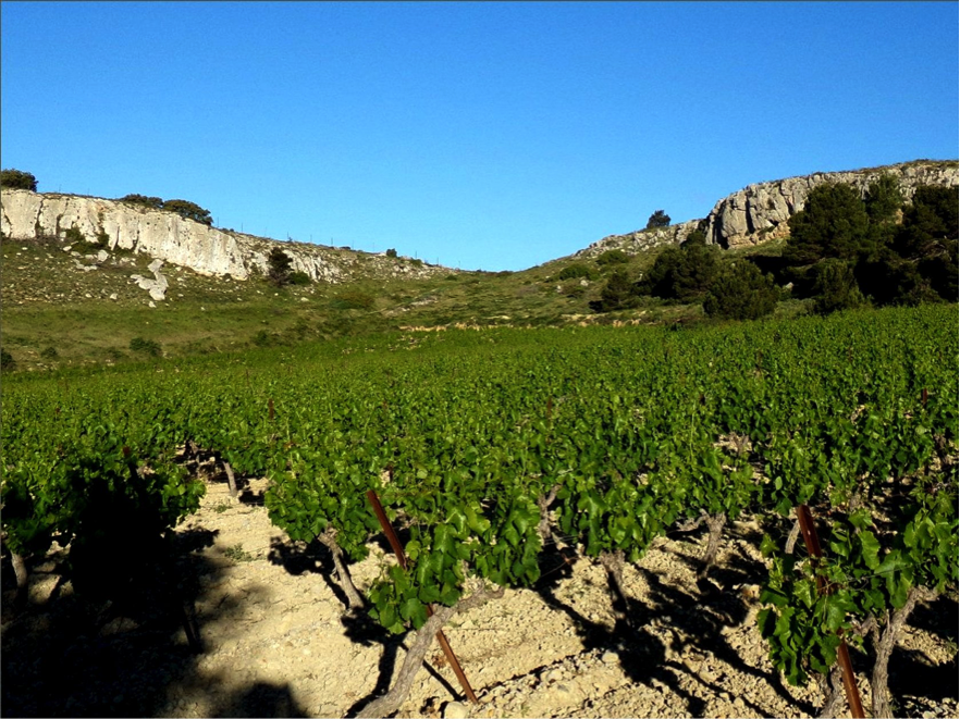 Appellation AOP Languedoc