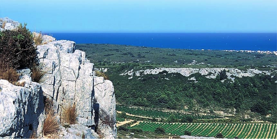 AOP Picpoul de Pinet