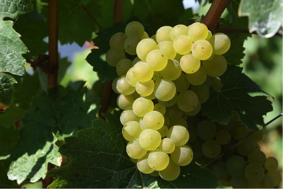 Les Costières de Pomerols